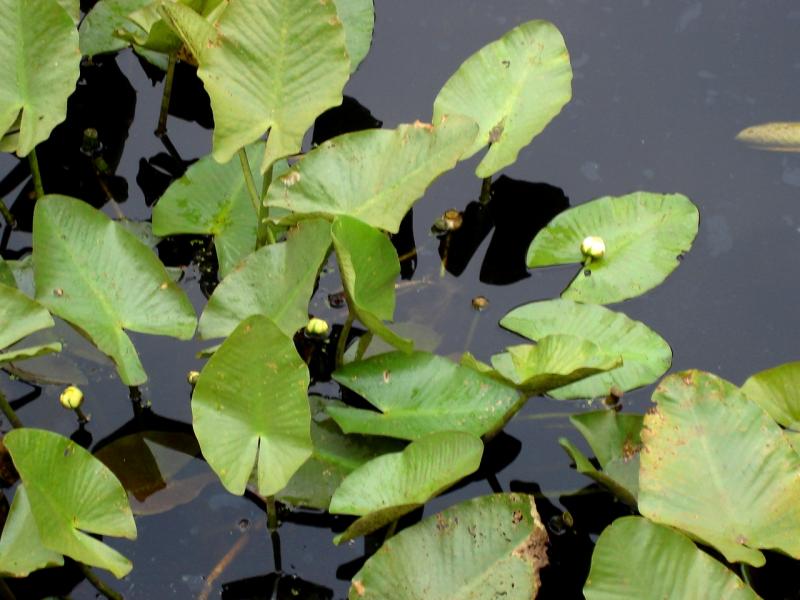 Spatterdock Outdoor Alabama